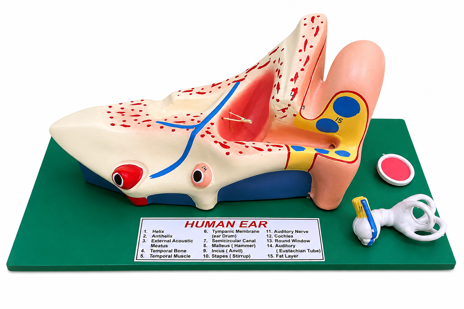 Human Ear Model
