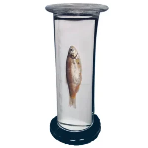 Zoology Specimens (Common)