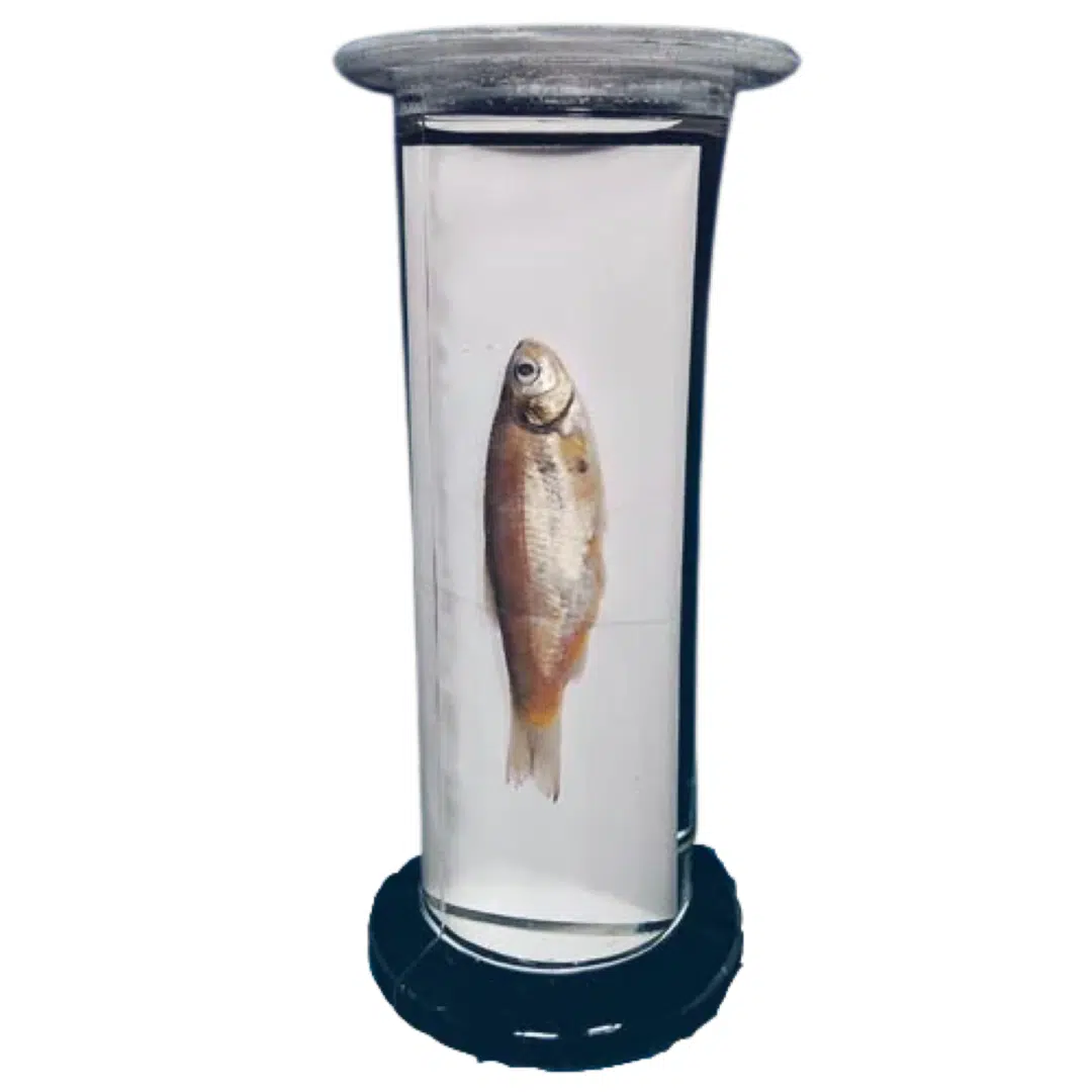 Zoology Specimens (Common)