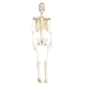 Human Skeleton Model