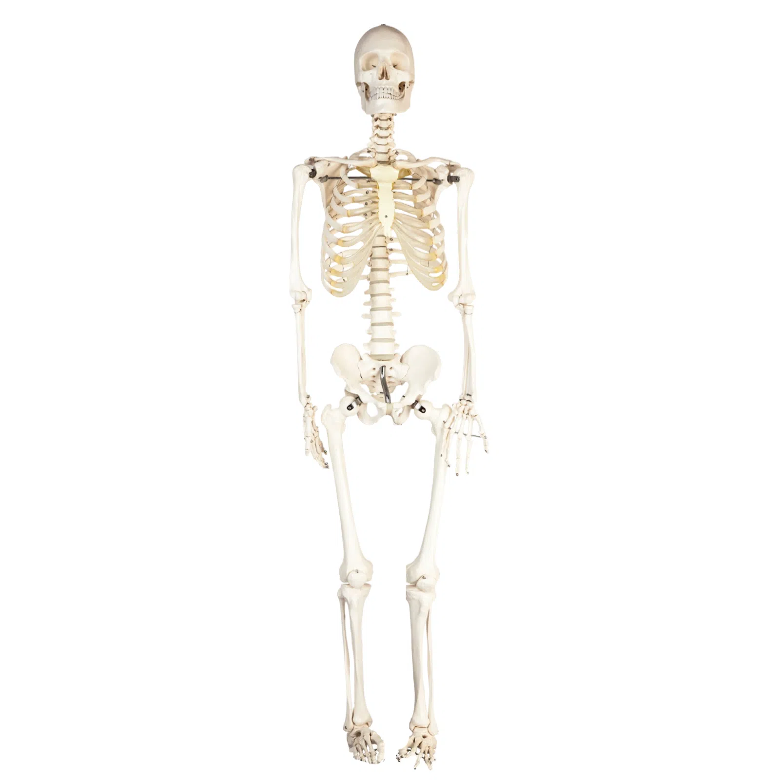 Human Skeleton Model