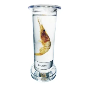 Zoology Specimen (Special)