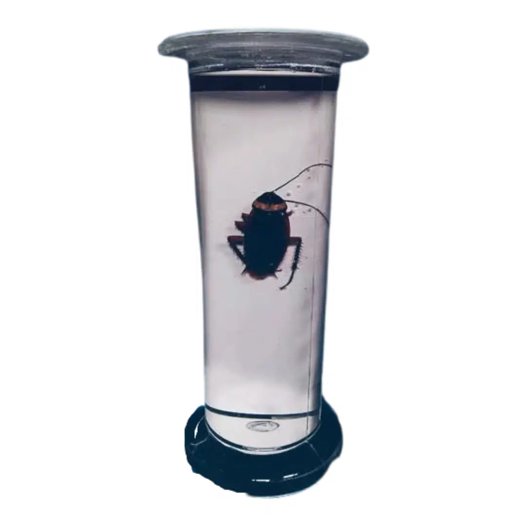 Zoology Specimens (Common) - Image 3