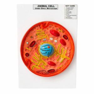 Animal Cell Model