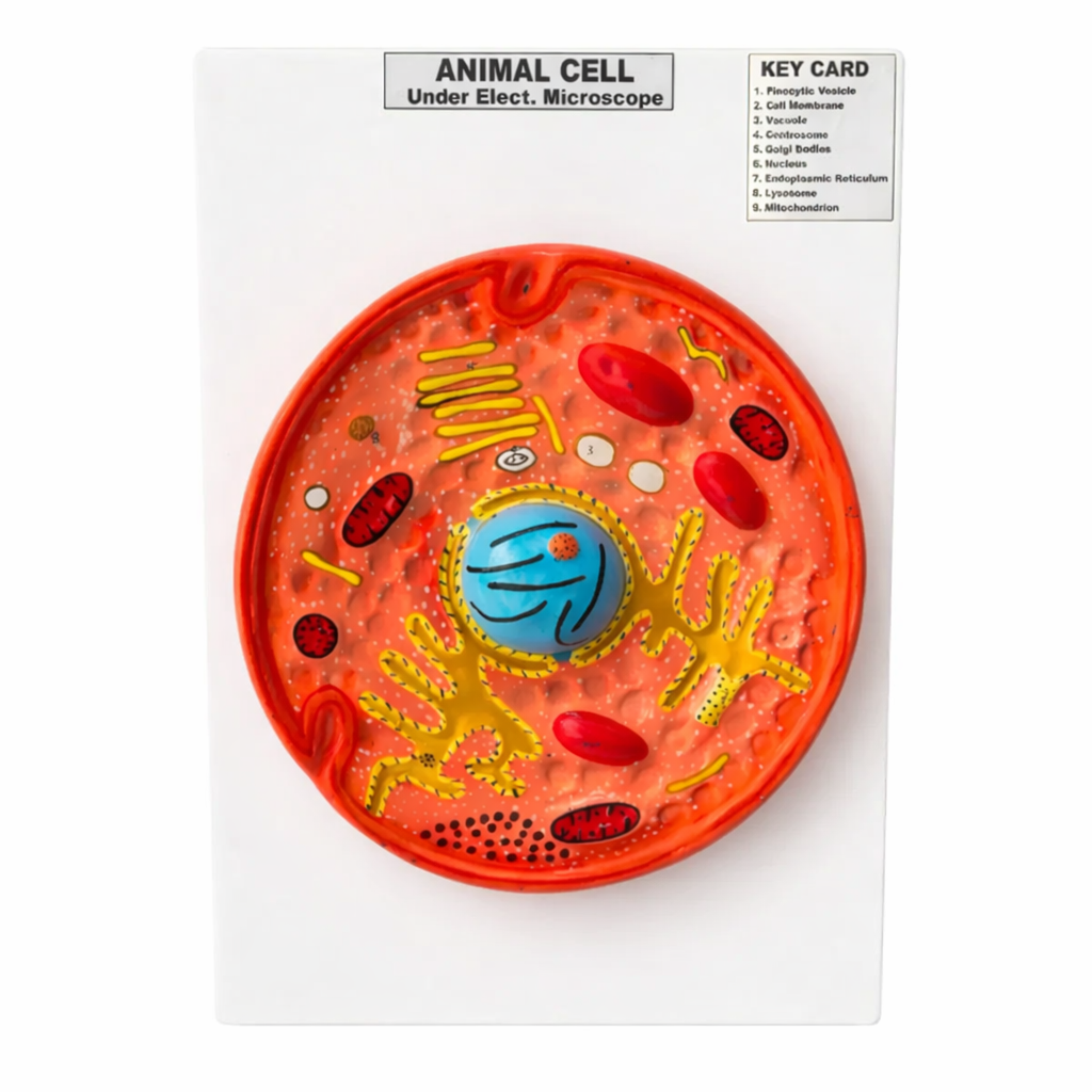 Animal Cell Model