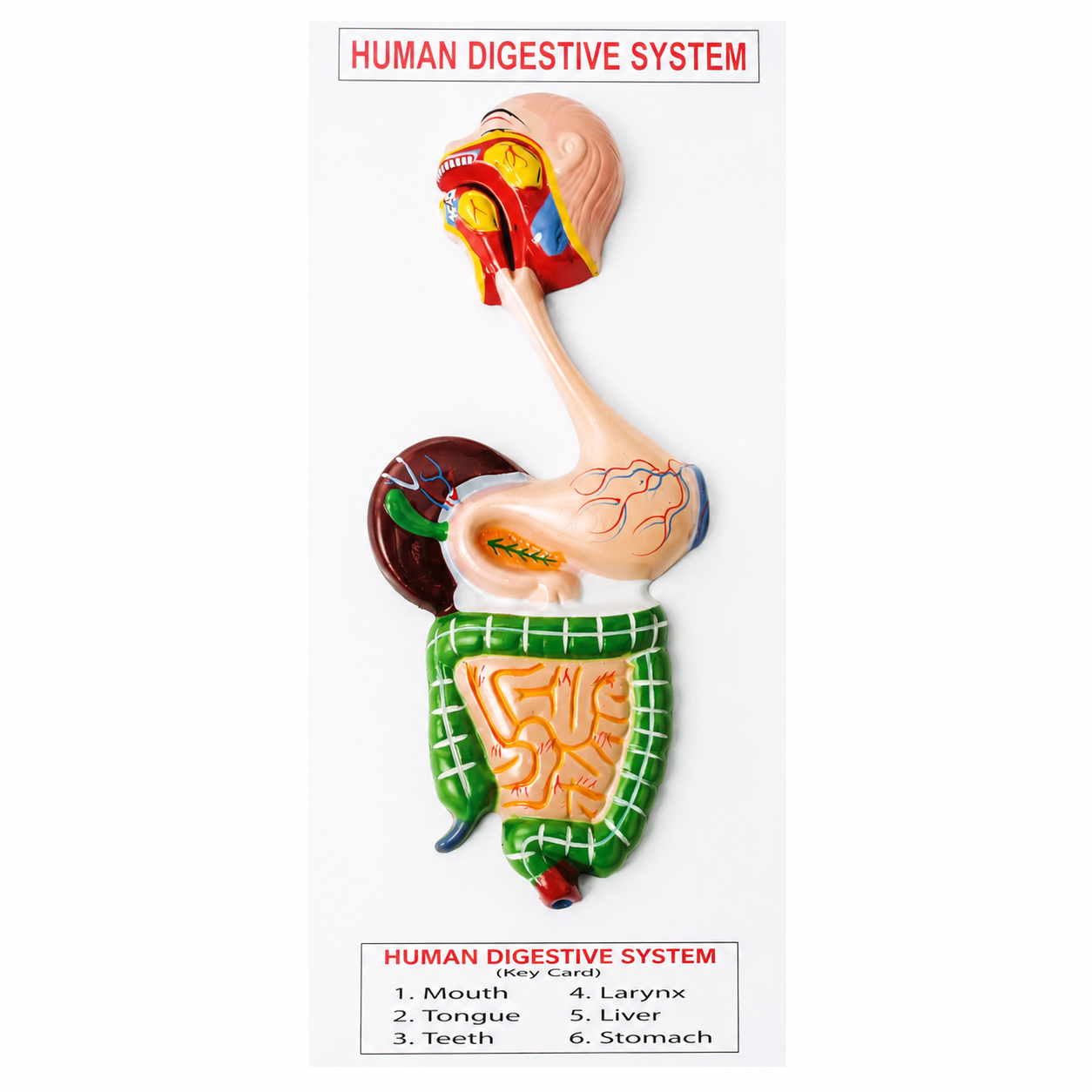 Human Digestive System Model