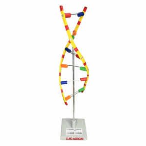 DNA Model