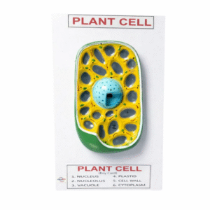 Buy Plant Cell Model