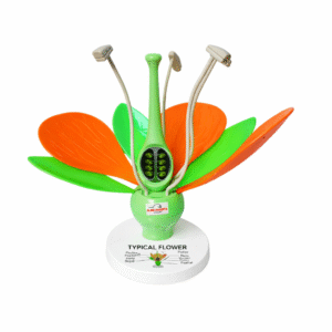 Typical Flower Model