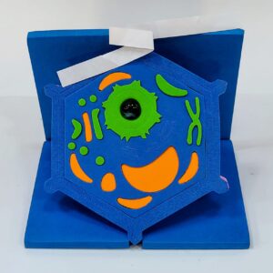 Buy Plant Cell Model