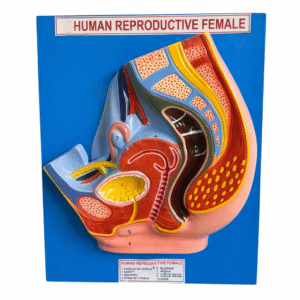 Female Reproductive Model