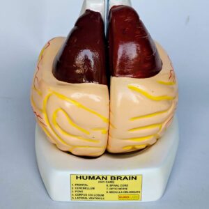 Human Brain