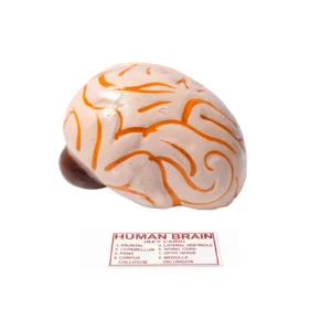 Human Brain Model