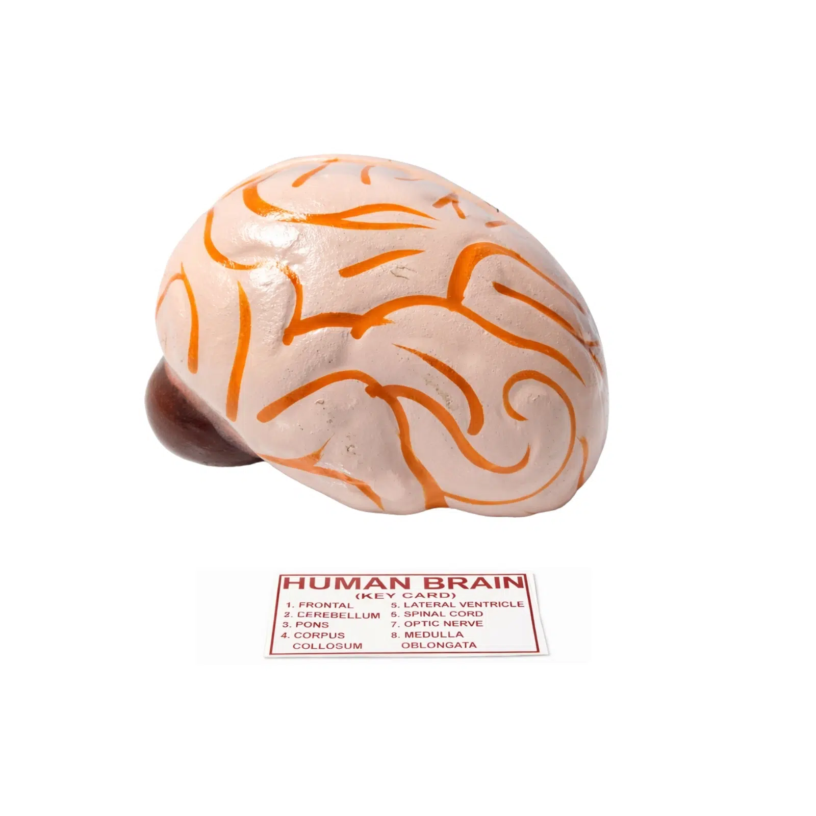 Human Brain Model