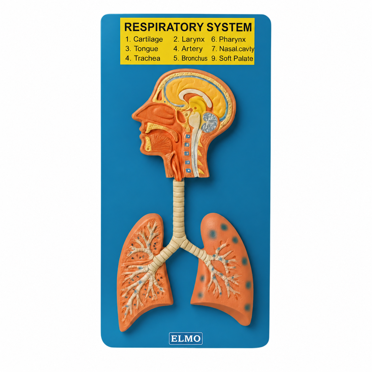 Respiratory System Model