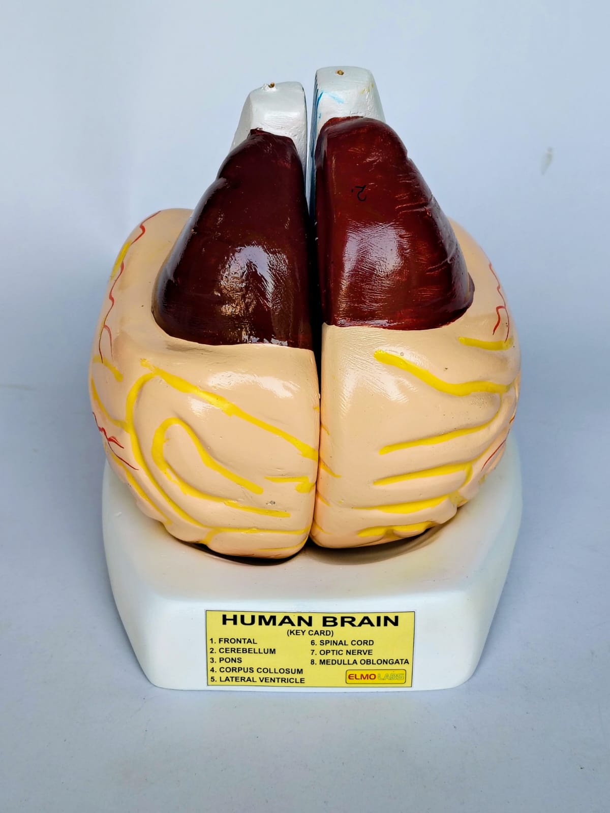 Human Brain