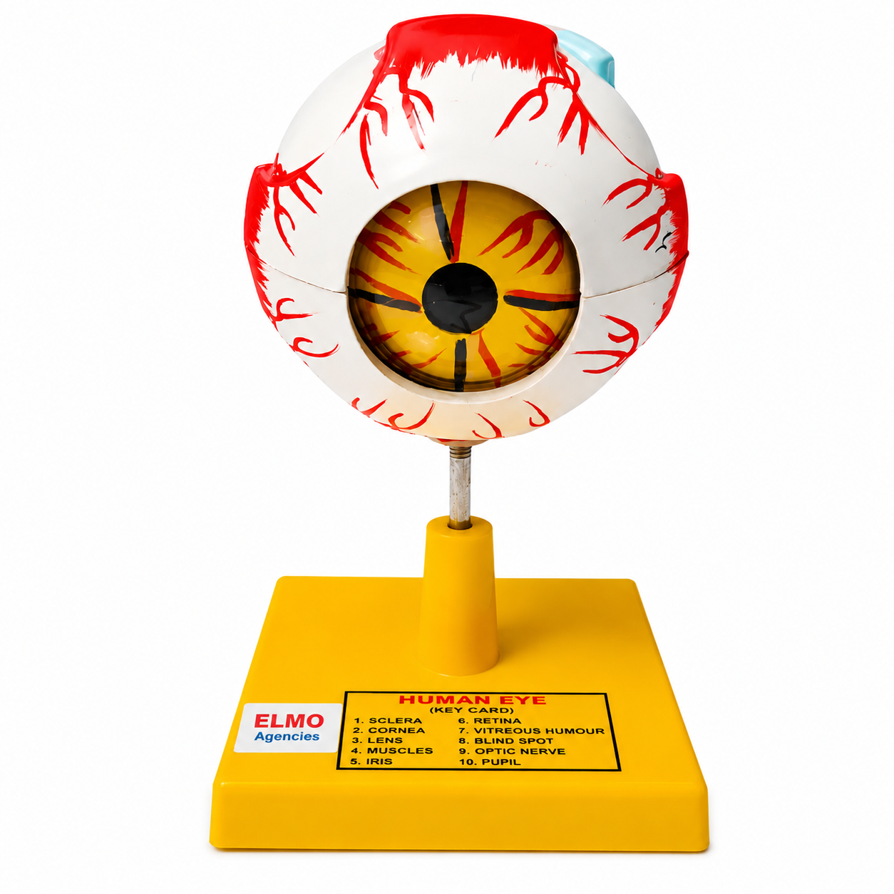 Human Eye Model