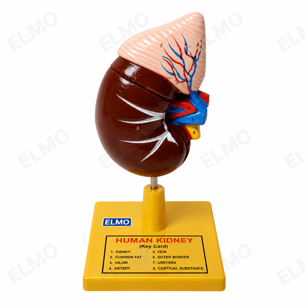Human Kidney Model