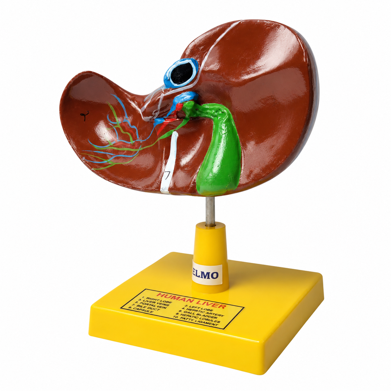 Human Liver Model