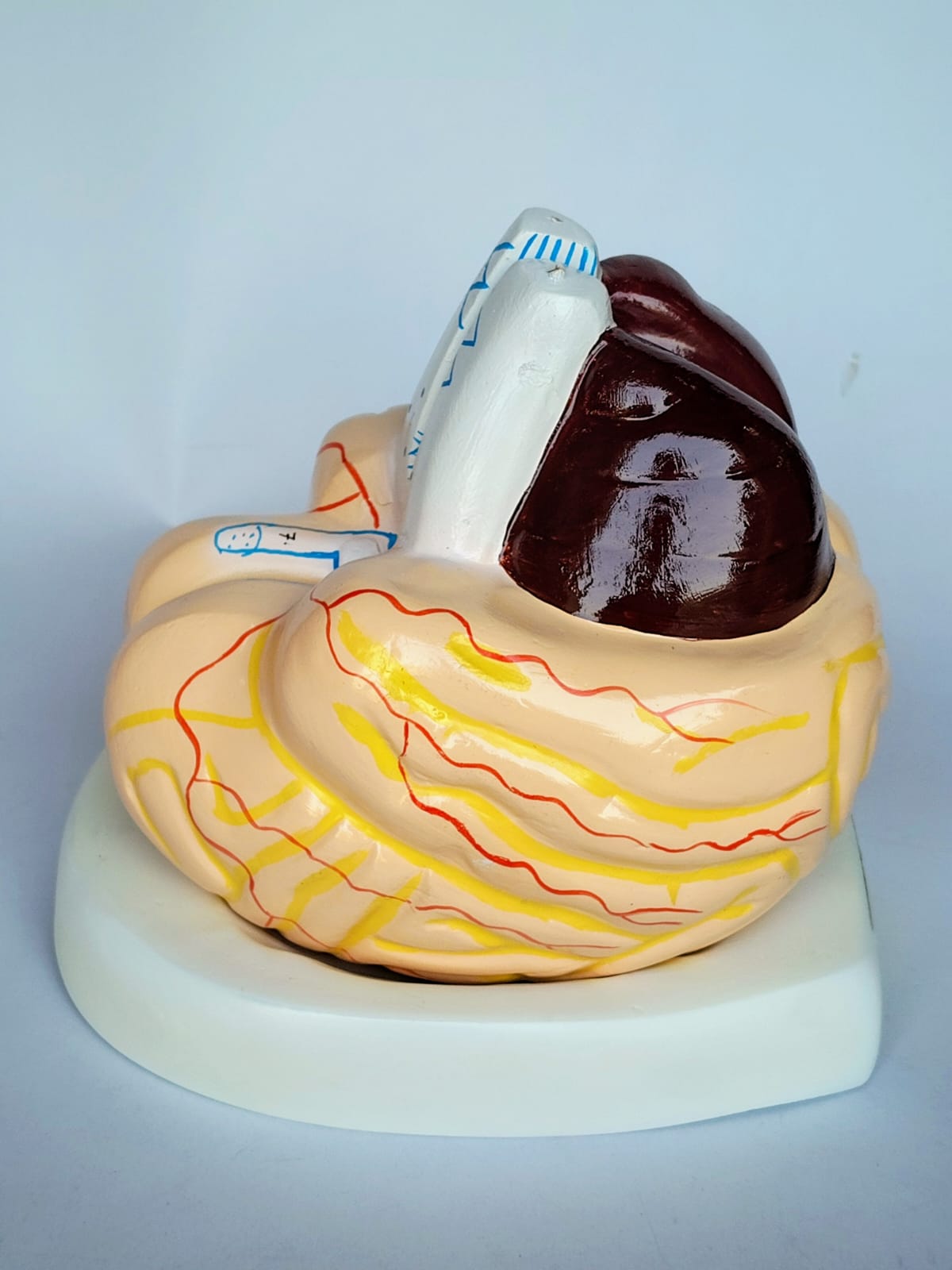 Human Brain Model - Image 2
