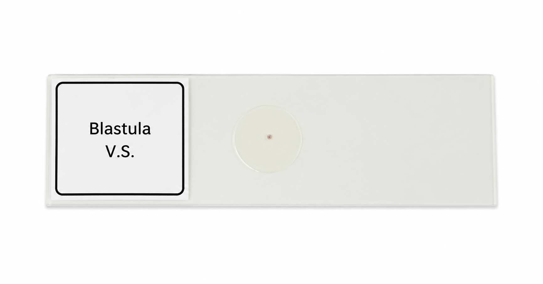 Buy Blastula Slide