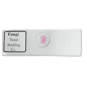 Shop Fungi Yeast Budding Slide