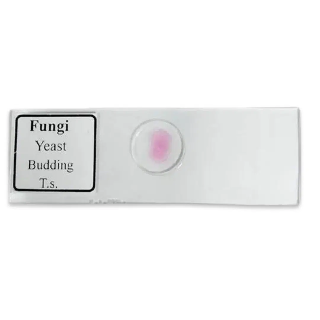 Shop Fungi Yeast Budding Slide
