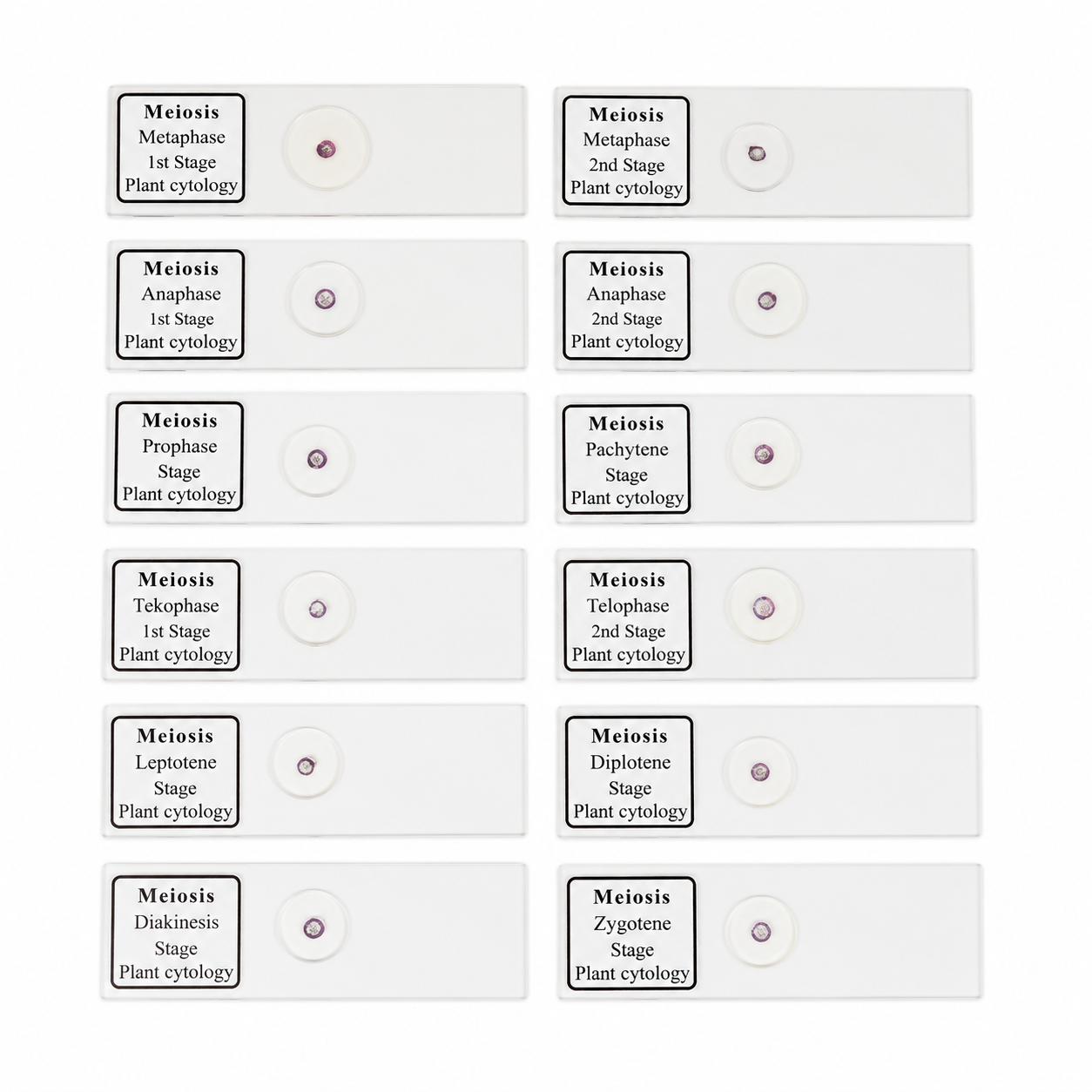 Buy Slide Meiosis (Set of 12)