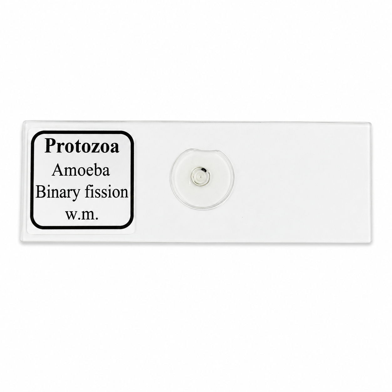 Buy Amoeba Binary Fission