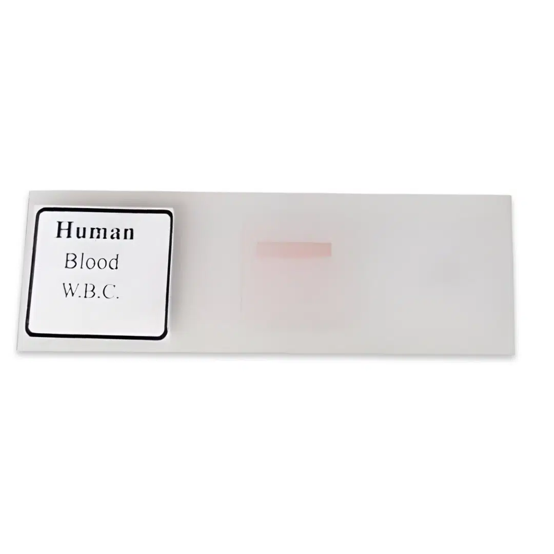 Buy Human Blood W.B.C Slide