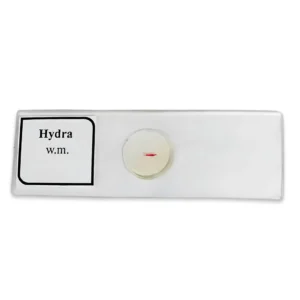 Buy Hydra Slide