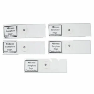 Buy Slide Mitosis (Set of 5)