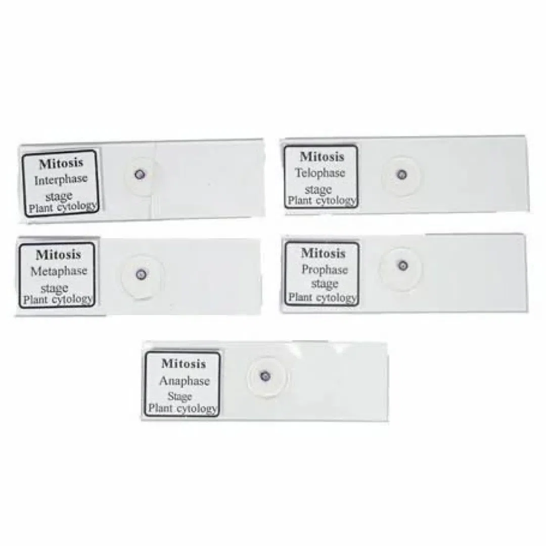 Buy Slide Mitosis (Set of 5)