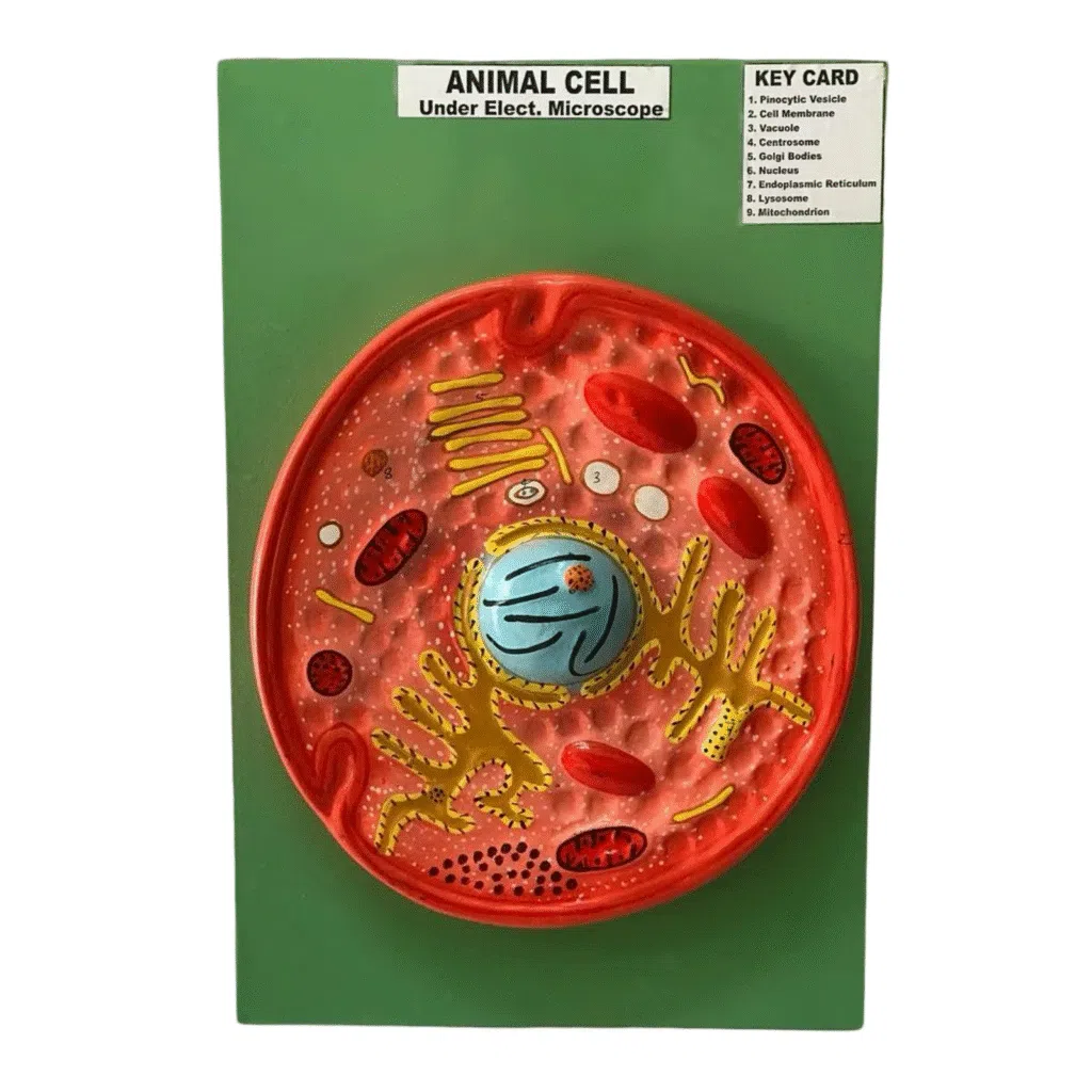 Biology Models
