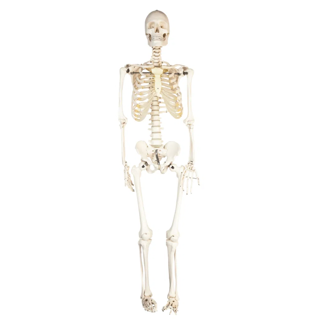 Anatomy Models